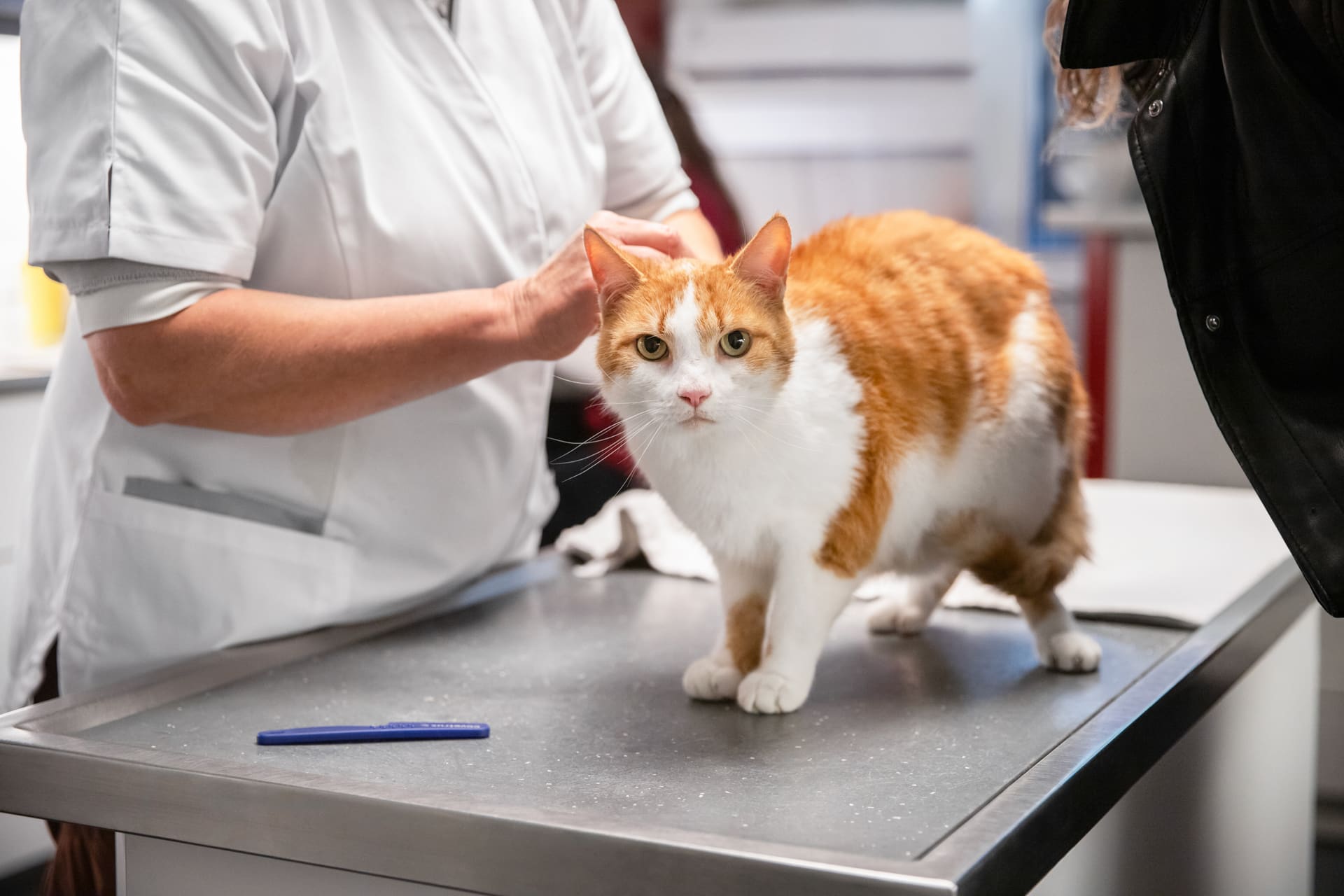 Een rood met witte kat staat op de roestvrijstalen behandeltafel terwijl een medewerker hem over zijn kop aait.