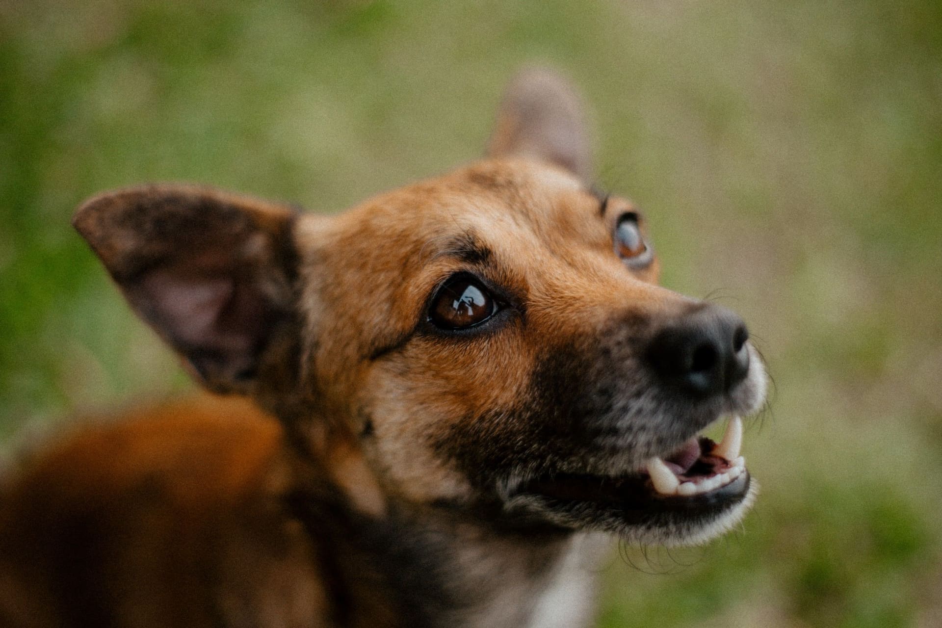 Close-up van een blije bruine hond die buiten in het gras omhoog kijkt.